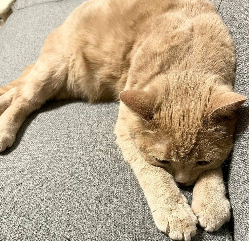 「ご飯、はよ」丸くてかわいい猫がご飯を待つ”圧”がすごい　重厚なプレッシャーを与える姿に思わず二度見