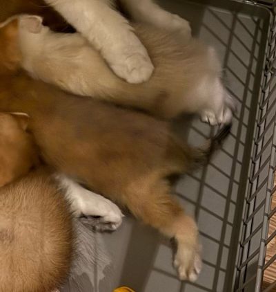 出所：@momosuikitty