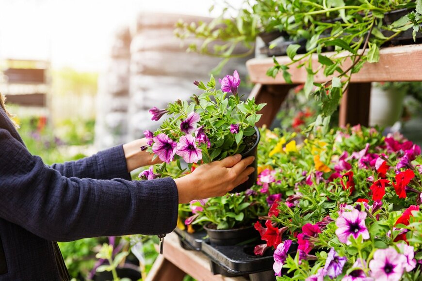 【ガーデニング】どっちがいいの？「鉢植えと地植え」それぞれのメリットとデメリット