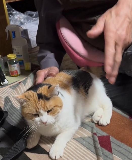 お父さんと猫
