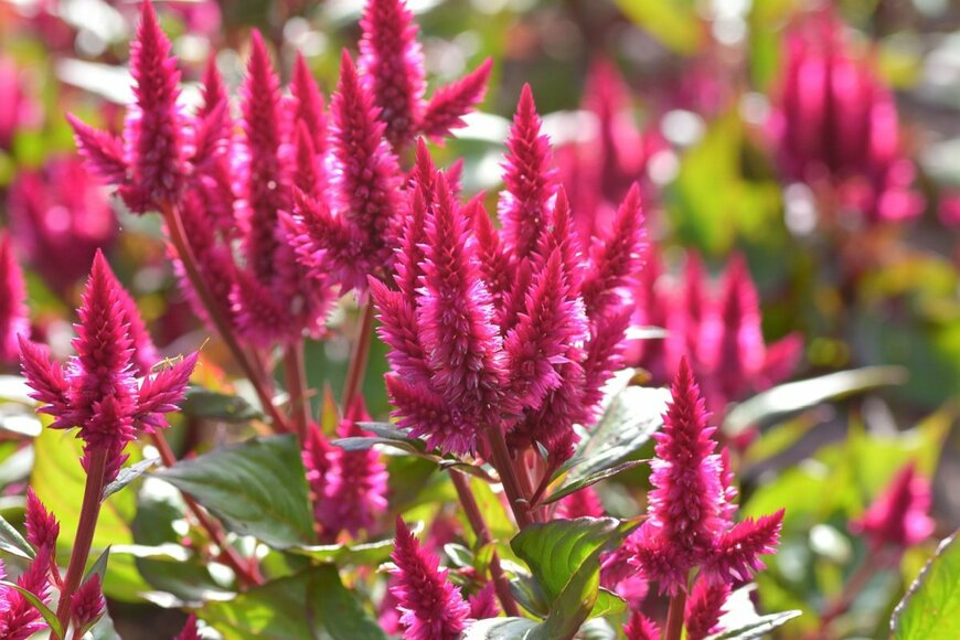 濃いピンク色の花を咲かせている、ケイトウ