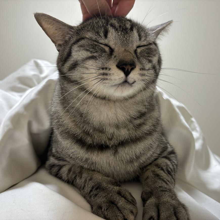 とろける顔の猫