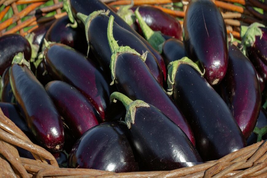 収穫した茄子