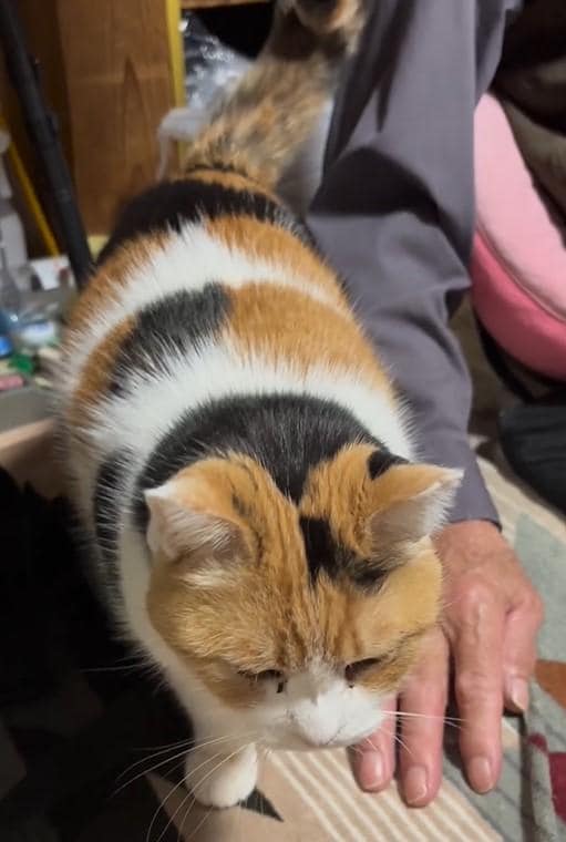 お尻ポンポンを要求する猫