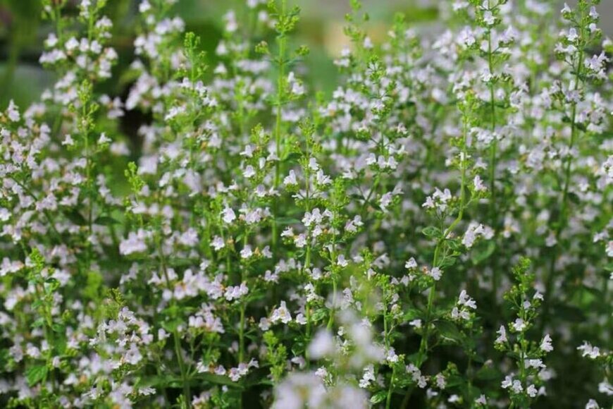 カラミンサ・カラミント