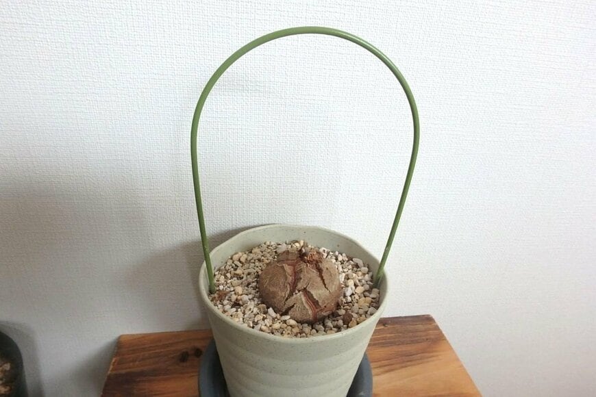 葉を落とした夏の亀甲竜