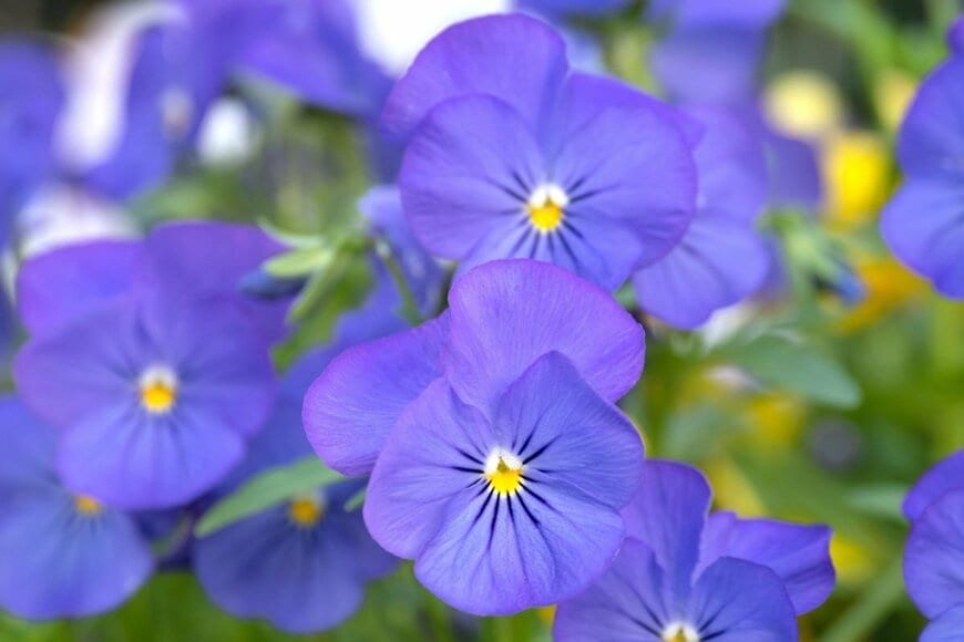 青い花を咲かせているビオラ