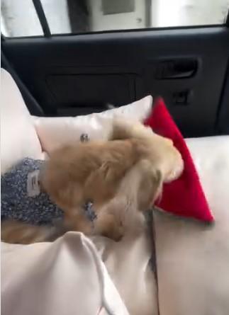 被り物をはずす犬