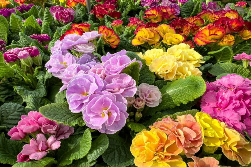 プリムラ。パープルやイエロー、複色など。鮮やかな原色カラーだけでなく、パステルカラーのものも存在する。品種が500種類以上ある花。