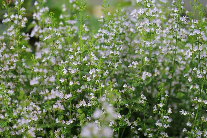 薄紫色の可憐な小花、カラミンサ・ネペタ