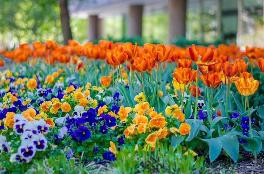 オレンジ色のチューリップと、オレンジ・青・白など色とりどりのパンジーが咲く花壇