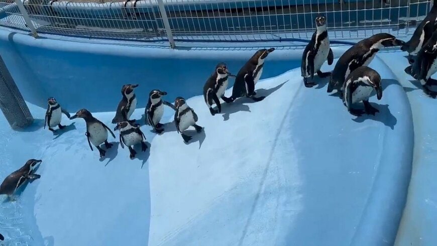 神戸市立王子動物園