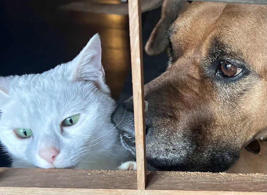 柵の向こうを見る猫と犬