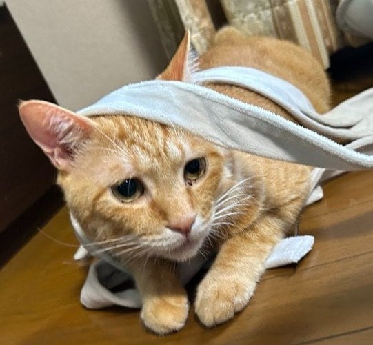 「どうしてこうなった…」