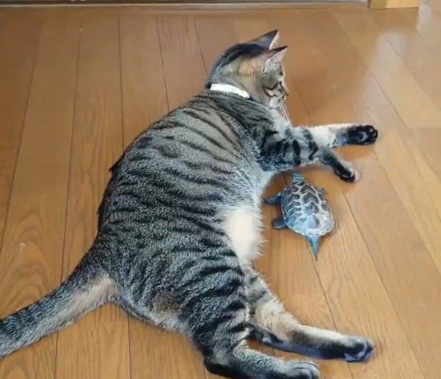 猫とカメ