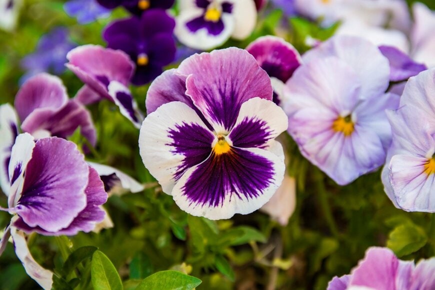 紫と白の複色の花を咲かせている、ビオラ