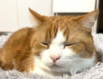 「笑いながら寝てる…」ハチワレ猫の寝顔を見てみると→幸せそうな表情に思わずほっこり