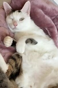  「見ているこっちも眠くなる…」あくびが止まらにゃ～い猫ちゃんがかわいすぎるとSNSで話題