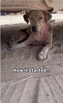 「ほんの数週間でこんなに変わった」車の下に隠れていた保護犬の変化に反響