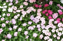 春に「種まき」してお金をかけすぎずに〈花いっぱいの庭〉づくり。種から育てやすく〈秋まで長く咲く一年草〉3つ！