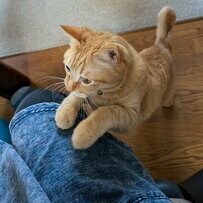 【話題】飼い主さんに可愛く甘える猫ちゃんにホッコリ「一日中抱っこしたい」の声も