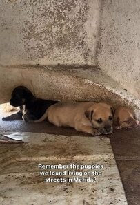 「重い感染症」で命の危機に瀕していた2匹の子犬を保護　懸命な治療のおかげで回復した姿に反響