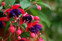  この春お迎えしたい！玄関を品よく彩る「主役級の低木」3選