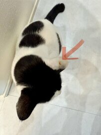 【癒し】毛繕いをする猫ちゃんの表情が話題！コメント欄「キャットフードの広告にピッタリな表情」の声