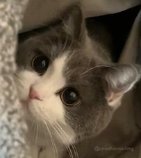 きゅるるんおめめの猫さん「抱っこされたときの表情」に思わず笑みがこぼれる…！