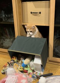 やっちまったぜ…「ガッシャーン」する猫さん　つい笑ってしまう表情が話題