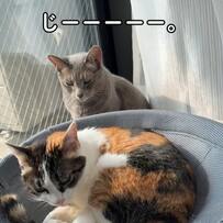 【かまってほしい】姉猫が大好きな「ストーカー気質な猫」　なんとか気を引こうとする様子に思わずキュン