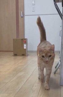 【甘えん坊】甘えた声で鳴く猫ちゃんが可愛すぎる！どんどん近づいてくる様子に癒されます