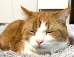 「笑いながら寝てる…」ハチワレ猫の寝顔を見てみると→幸せそうな表情に思わずほっこり