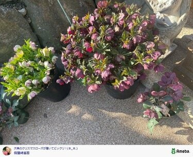 チャッピ様ご検討苗㉖-594クリスマスローズ クリスマスローズ」鉢植えの大株っぷりに假屋崎省吾驚き→「素敵ですね
