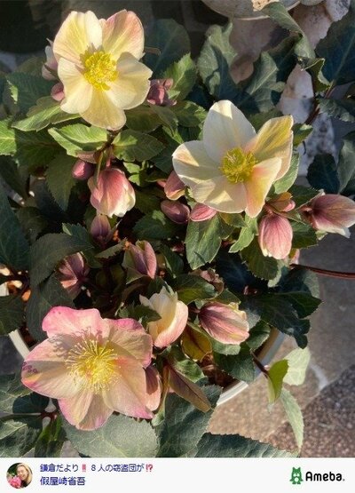 假屋崎省吾の公式ブログ投稿