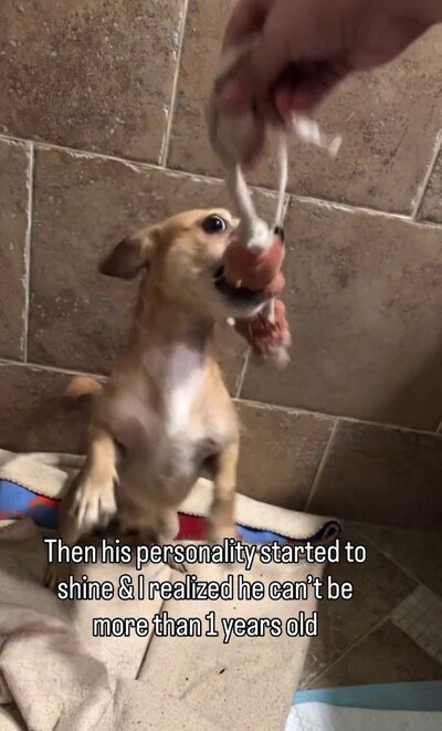 おもちゃを咥えて元気に飛び跳ねる子犬ベニート