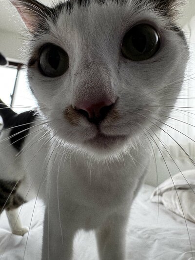 【朝ママを起こす猫ちゃん】5年後の姿</p><p>