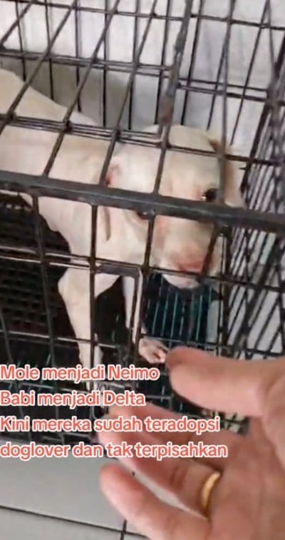 出所：<u><a href="https://www.tiktok.com/@jambidoglover/video/7646025278841572616" target="_blank">@jambidoglover</a></u>