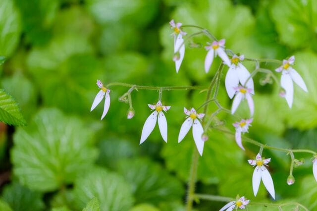 寒冷地の日陰でも「植えっぱなし＆ローメンテ」今が植えどきの《常緑グランドカバー》多年草5選