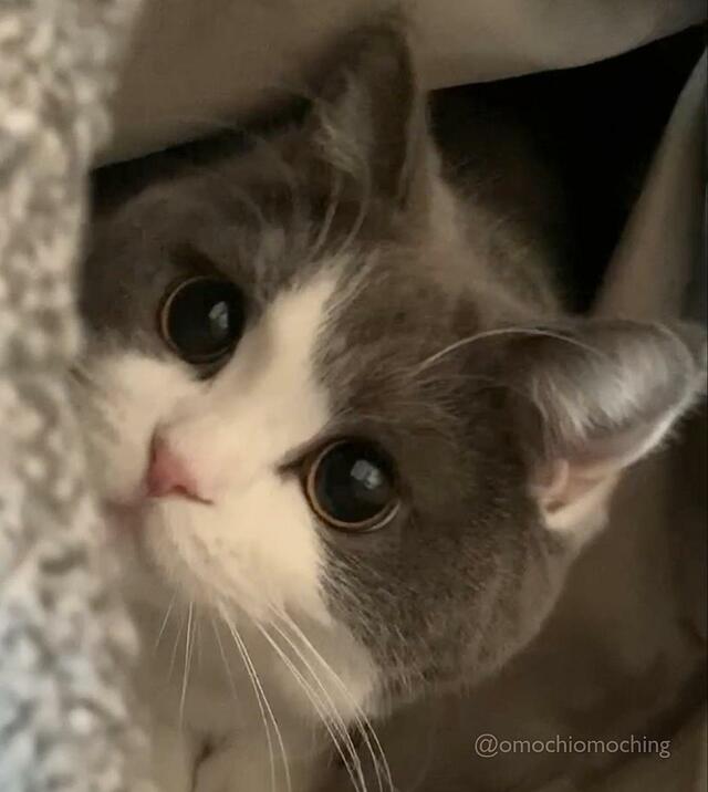 きゅるるんおめめの猫さん「抱っこされたときの表情」に思わず笑みがこぼれる…！