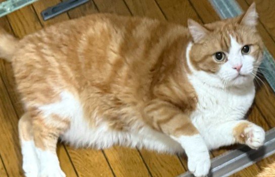 「誰が座布団じゃ！？」ふくふくモフモフ猫が横たわったら→見事な四角いボディに思わず二度見