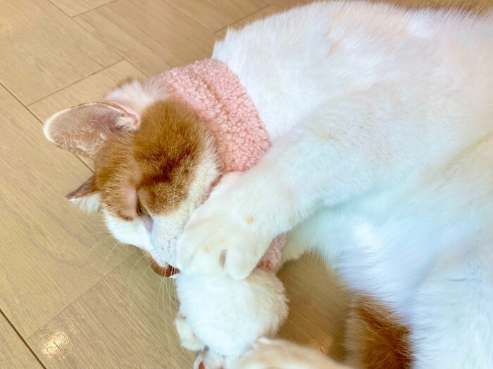 巻いた直後からポンポンにじゃれる猫