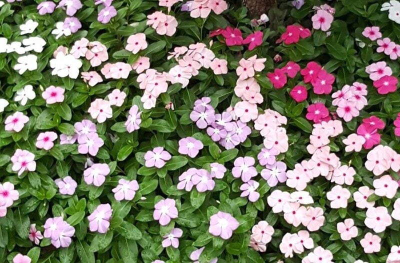 春に「種まき」してお金をかけすぎずに〈花いっぱいの庭〉づくり。種から育てやすく〈秋まで長く咲く一年草〉3つ！