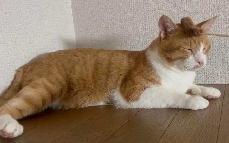 出所：@Neko2Obasan