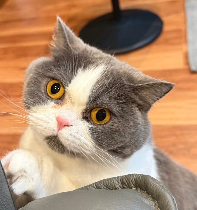 猫ちゃんが爪のお手入れに選んだ場所が「泣ける」と話題…「かわいいので叱れない」