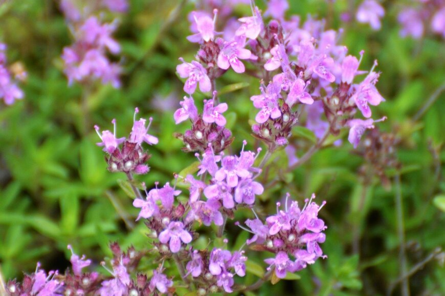 Orest Lyzhechka/istockphoto.com