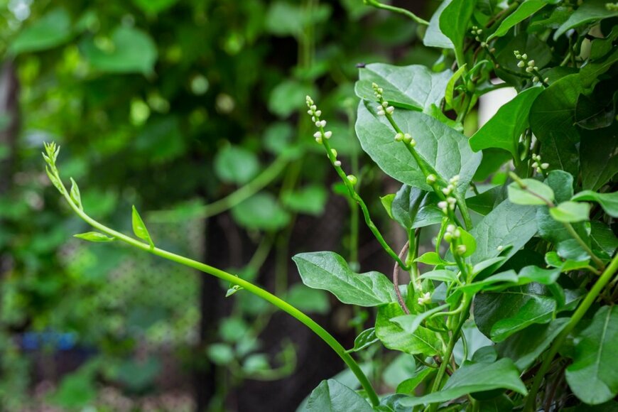 Nipho Pittaya/shutterstock.com