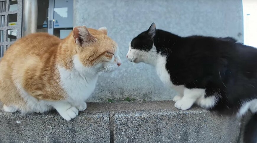 出所：@ImpressedCatVideo