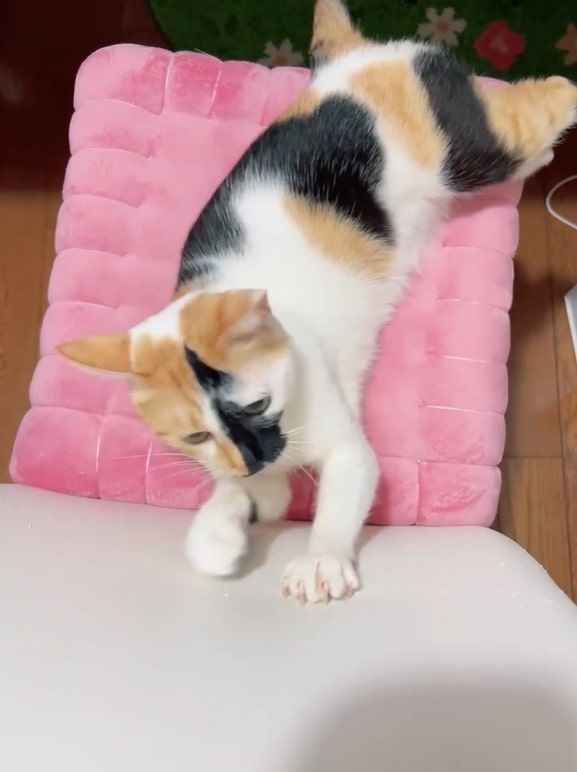 出所：@hikaitimilky