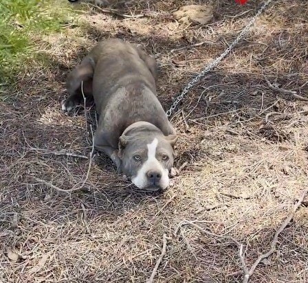 人けのない場所でフェンスに繋がれた犬を保護→新たな家族との幸せな現在にホッとする